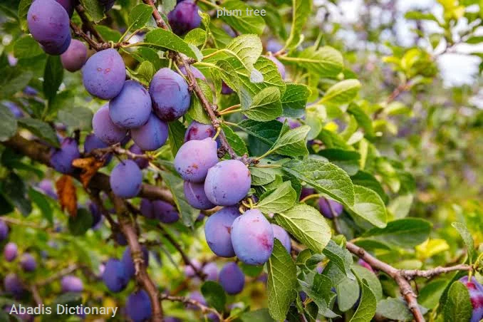 plum tree